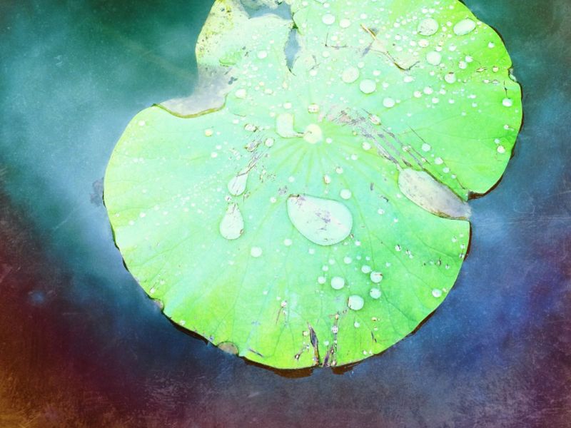 Water.Lily.Leaf.